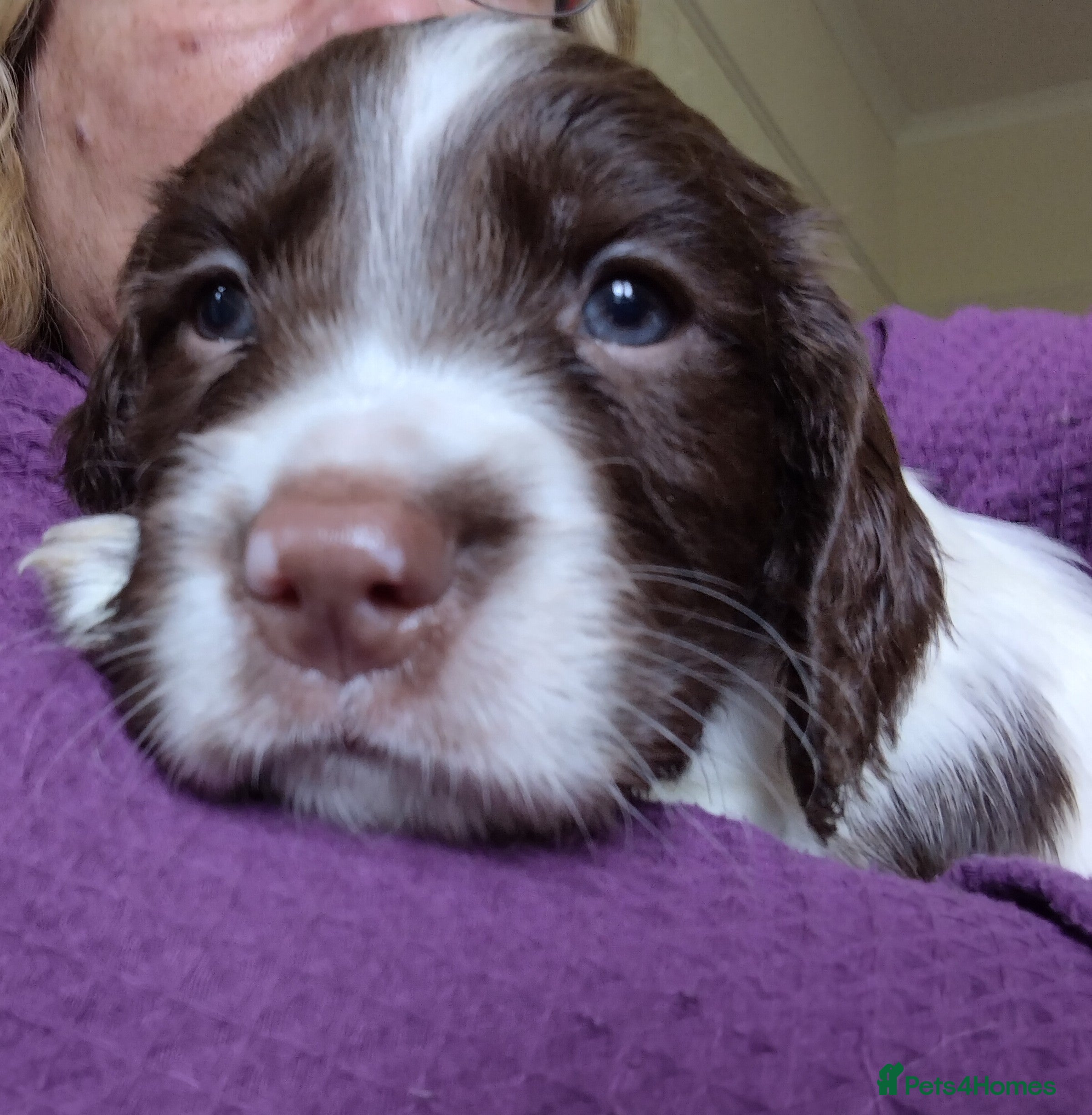 Sprocker dogs Chunky Sprocker Spaniel Puppies! - Advert 2