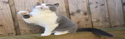 British Shorthair cats for sale: Stunning British Shorthair Kittens  - Advert 14