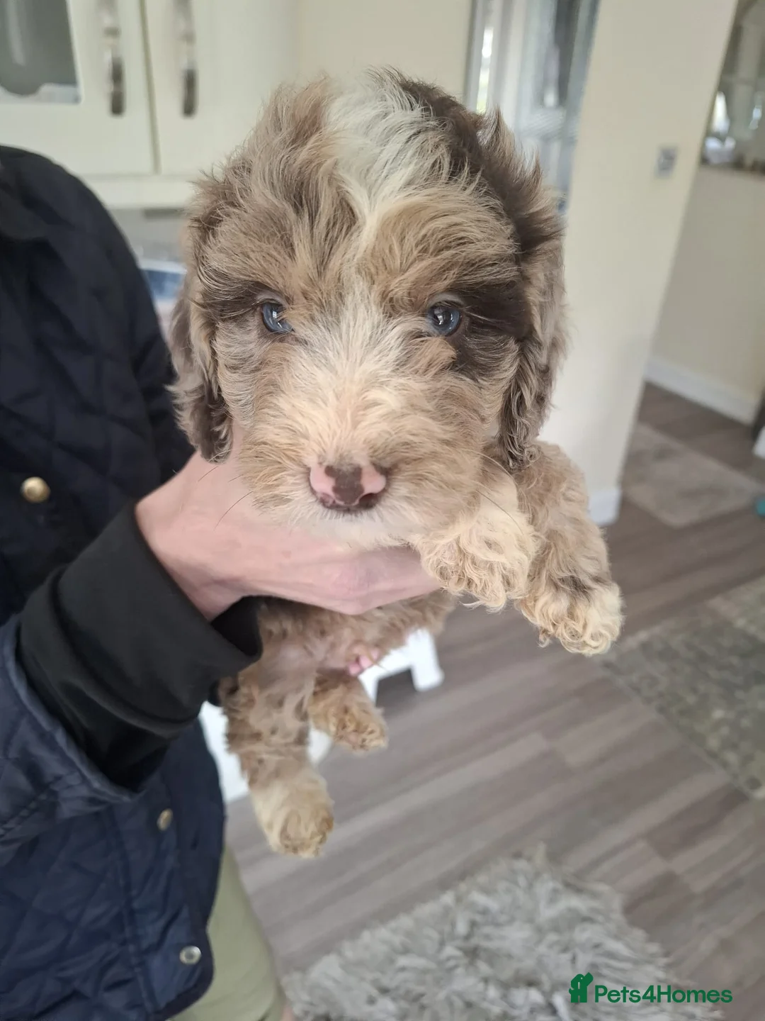 Cockapoo dogs for sale: Cockapoo puppies  - Advert 15