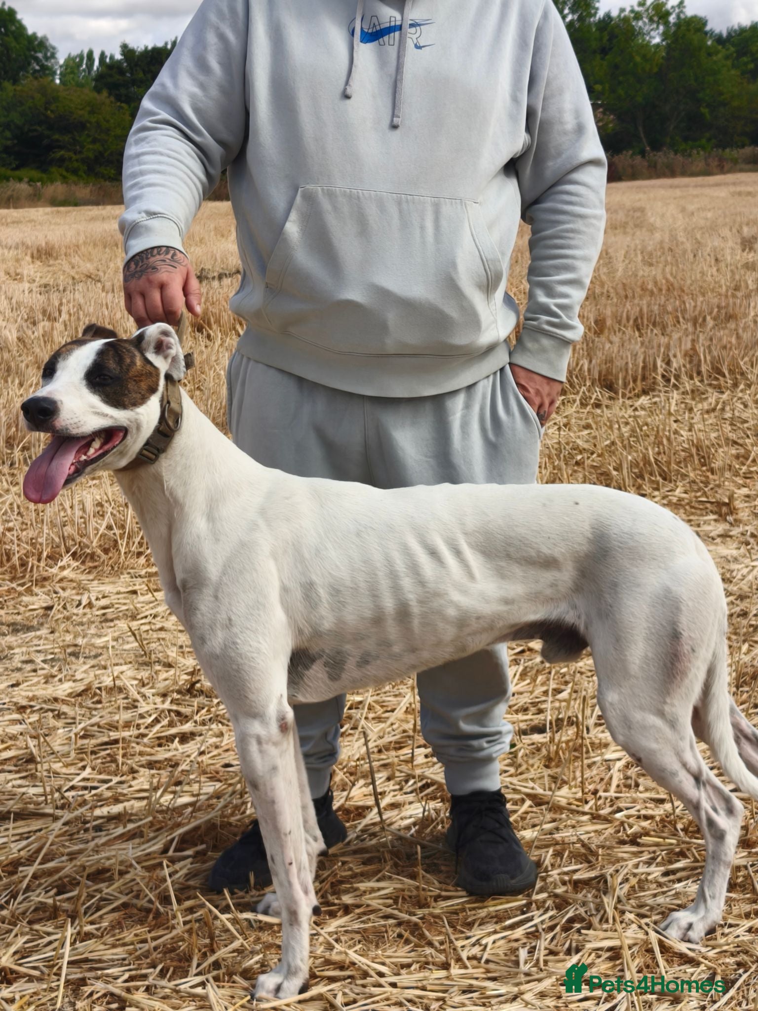 Lurcher dogs half cross bull greyhound - Advert 1