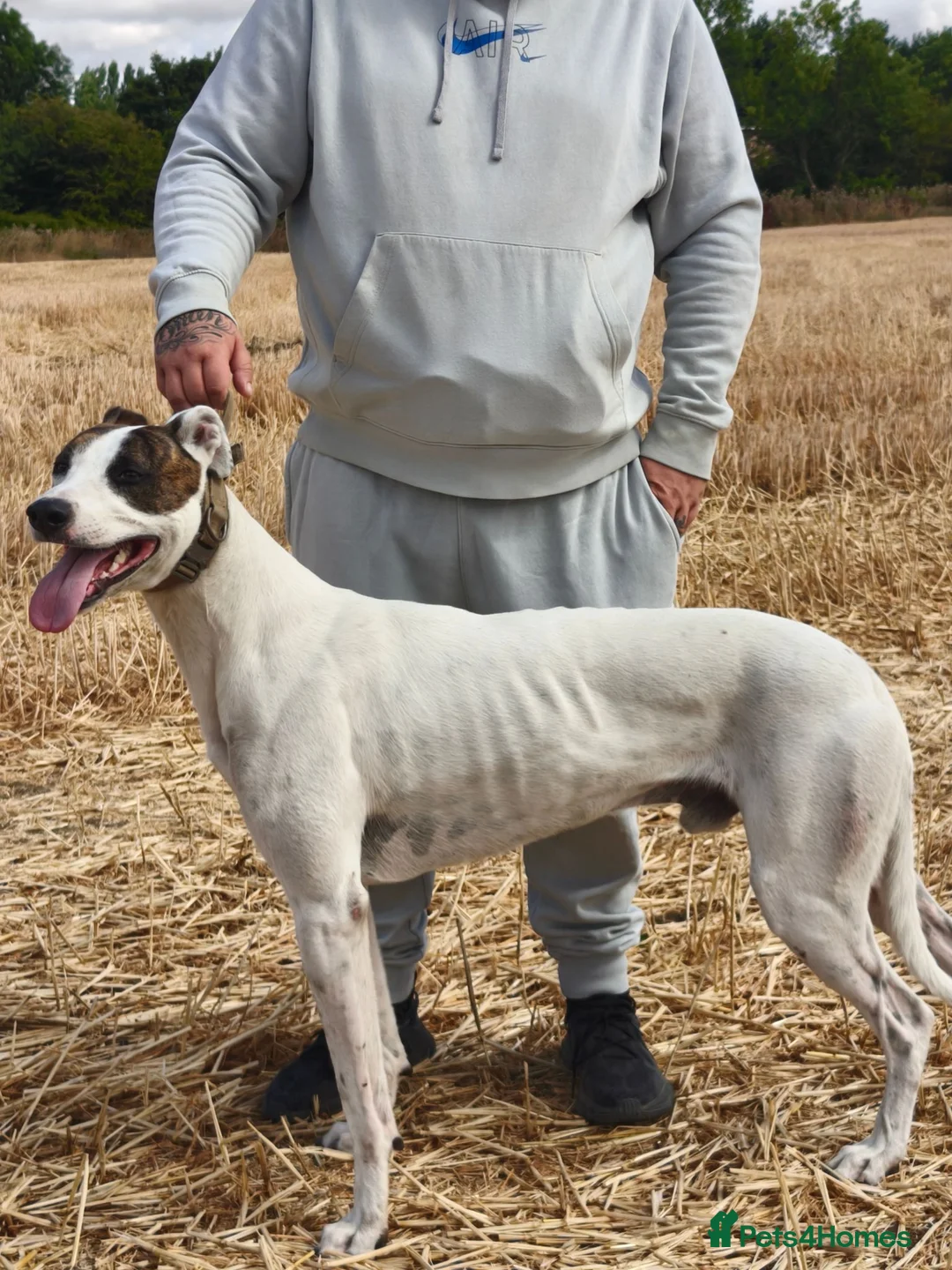 Lurcher dogs for stud: half cross bull greyhound - Advert 1