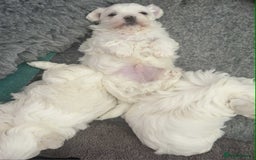 Maltese dogs for sale: Stunning Maltese pups for sale ready to go - Image 5