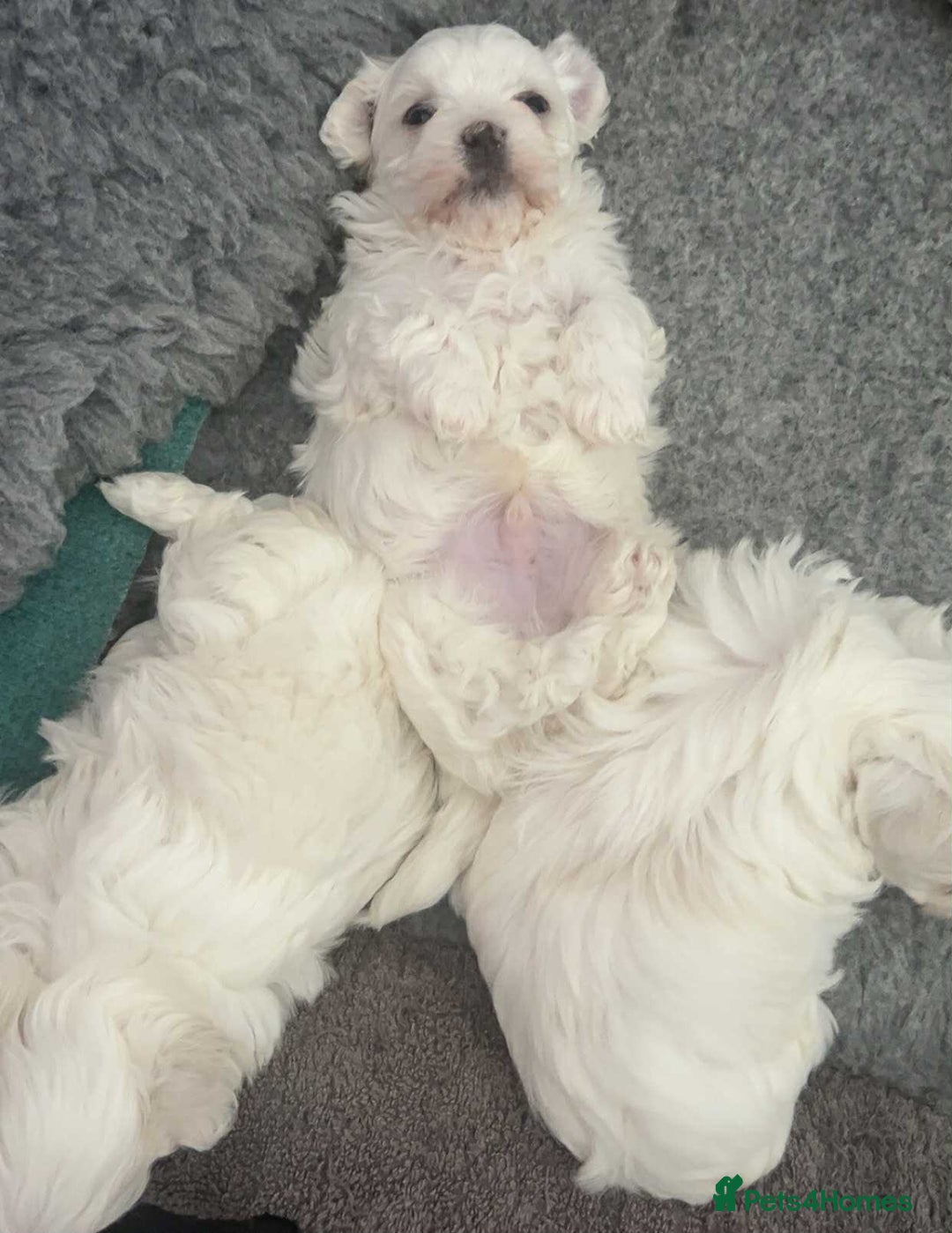 Maltese dogs for sale: Stunning Maltese pups for sale ready to go - Image 5