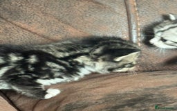 Maine Coon cats for sale: 3 beautiful part Maine coon kittens  - Image 4
