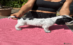 Cocker Spaniel dogs for sale: Cocker Spaniel Pups – From Lindridge Line  - Image 23