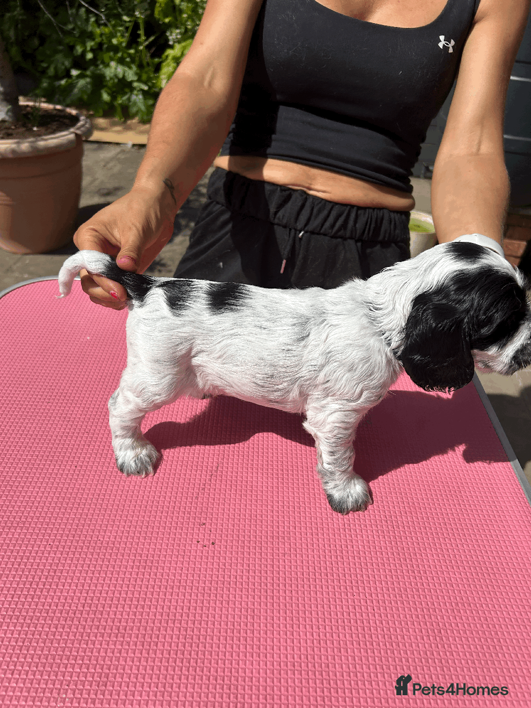 Cocker Spaniel dogs for sale: Cocker Spaniel Pups – From Lindridge Line  - Image 23