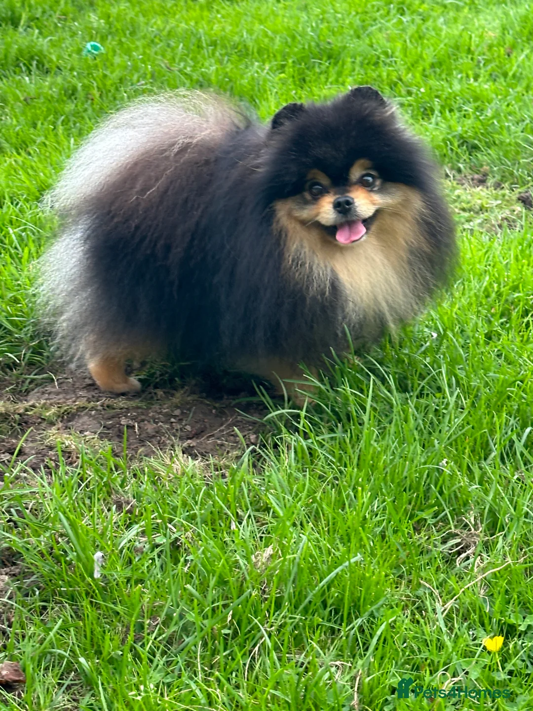 Pomeranian dogs for stud: Black and Tan super coat boy for stud in Lanark - Advert 9