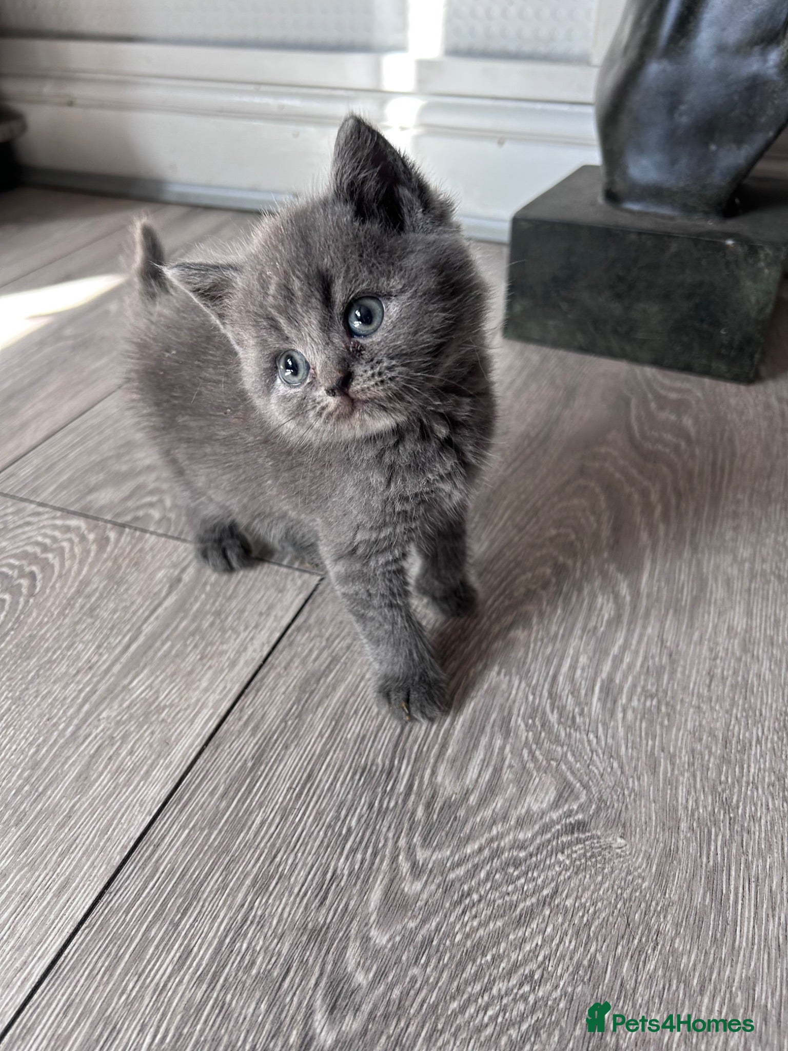 British Shorthair cats BSH KITTENS 💕💙 - Advert 1
