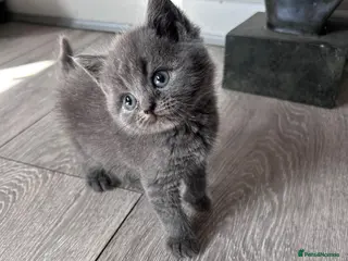 British Shorthair cats BSH KITTENS 💕💙 - Advert 4