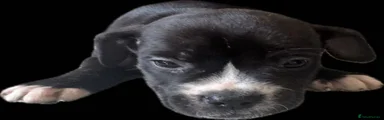 Mixed Breed Puppy 7