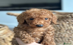 Miniature Poodle dogs for sale: 🐾 Beautiful KC 🦊 Red Miniature Poodle Puppies 🐾 - Image 36
