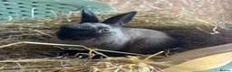 Polish rabbits for sale: Stunning litter of polish dwarf rabbits  - Advert 3
