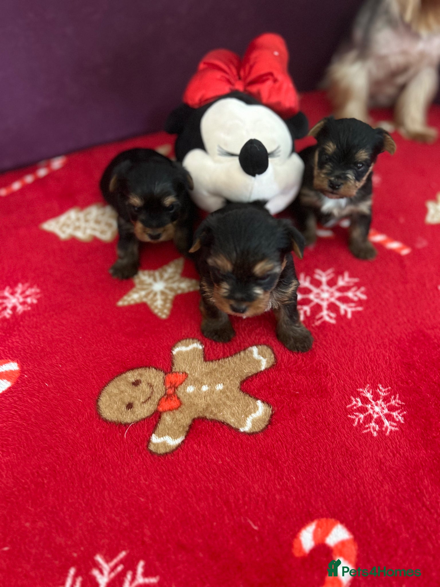 Yorkshire Terrier dogs for sale: Yorkshire Terrier puppiers - Advert 5