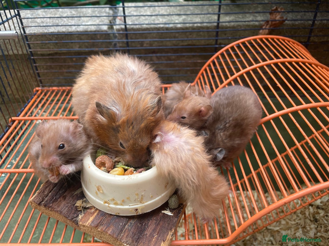 Hamster rodents for sale: Baby hamsters for sale  - Image 4