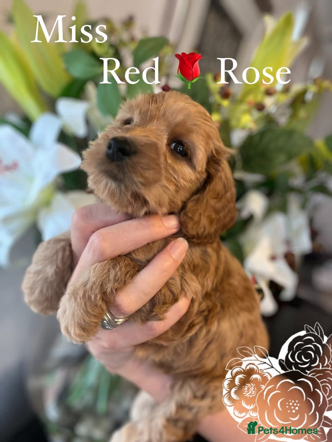 Cockapoo dogs for sale: F1 Cockapoo’s DNA Health Tested Parents - Image 29