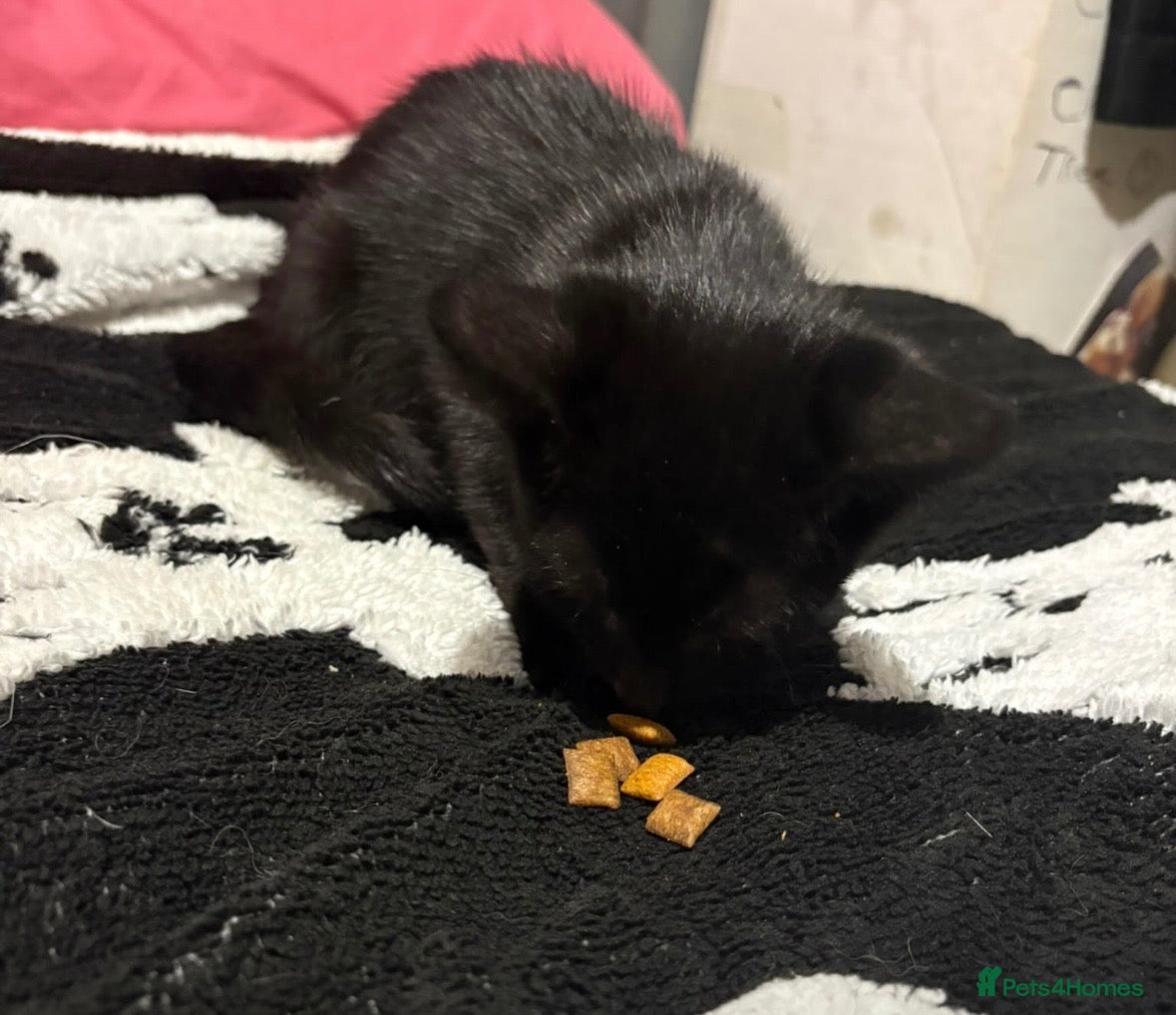 Mixed Breed cats Last boy kitten - Advert 6