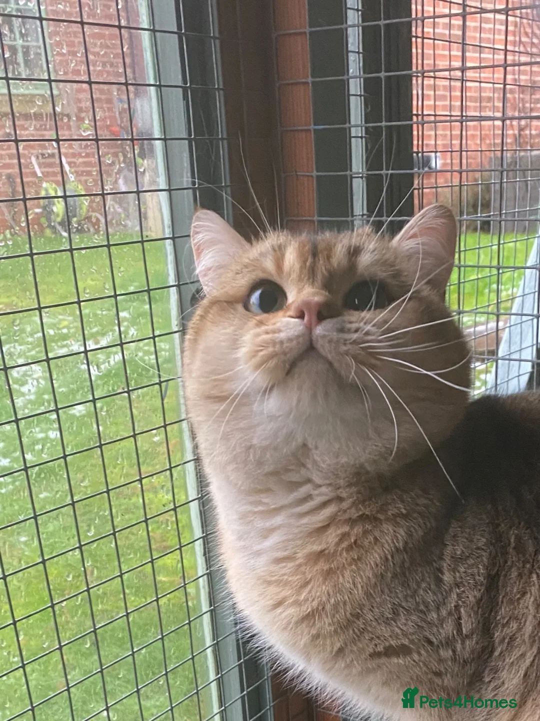 British Shorthair cats for sale: Super Nova Lovely Golden British Boy For Sale  - Advert 2