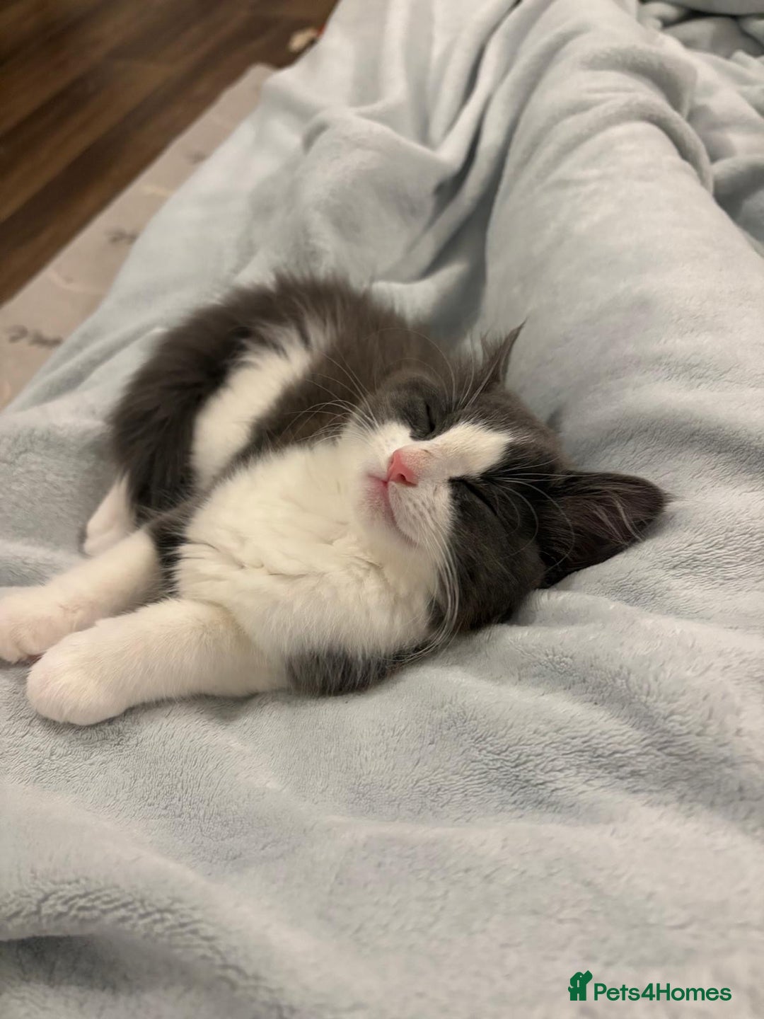 Domestic Shorthair cats for sale: Beautiful Grey & White Kitten for Sale - Image 3