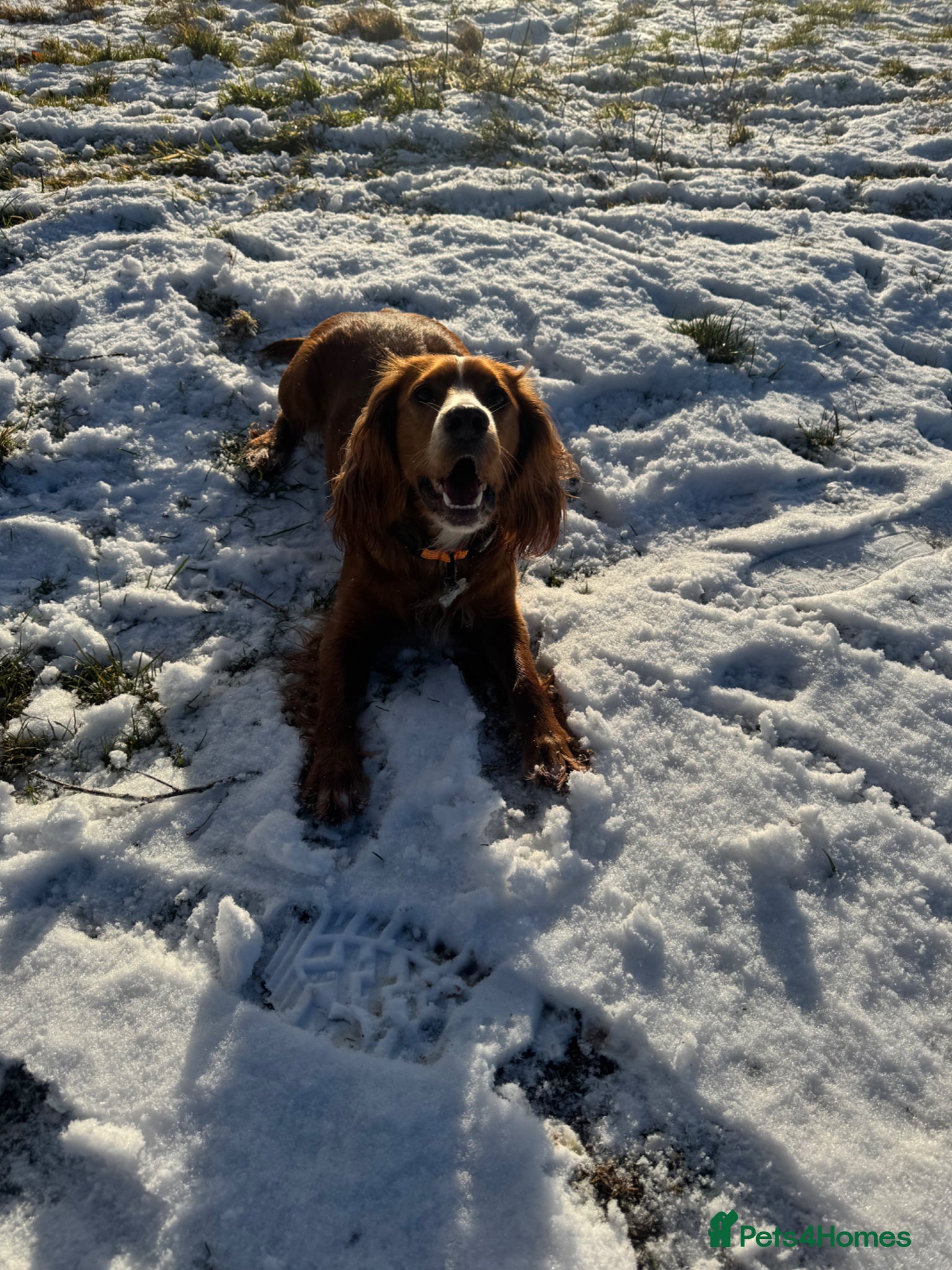 Cocker Spaniel dogs Working cocker puppies for sale - Advert 2
