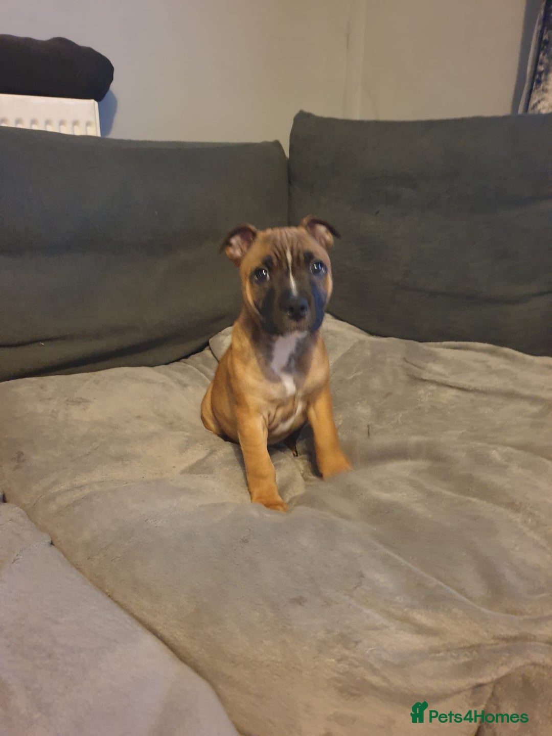 Staffordshire Bull Terrier dogs for sale: Kc staff puppie - Advert 2