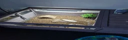 Tortoise reptiles for sale: Horsefield tortoise baby - Advert 2
