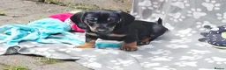 Dachshund dogs for sale: Mega cute half long haired dachshund puppies  - Advert 16