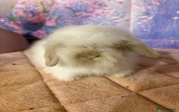 Mini Lion Lop rabbits for sale: Double mane lionlops vaccinated ready 21st Dec - Advert 5
