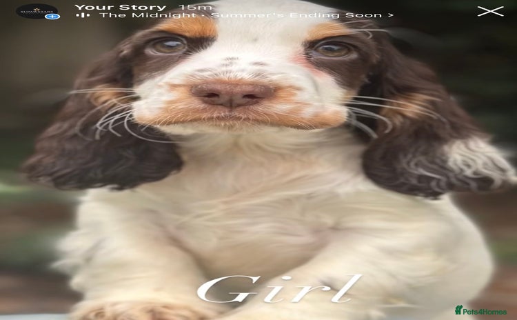 Cocker Spaniel dogs - Advert 9
