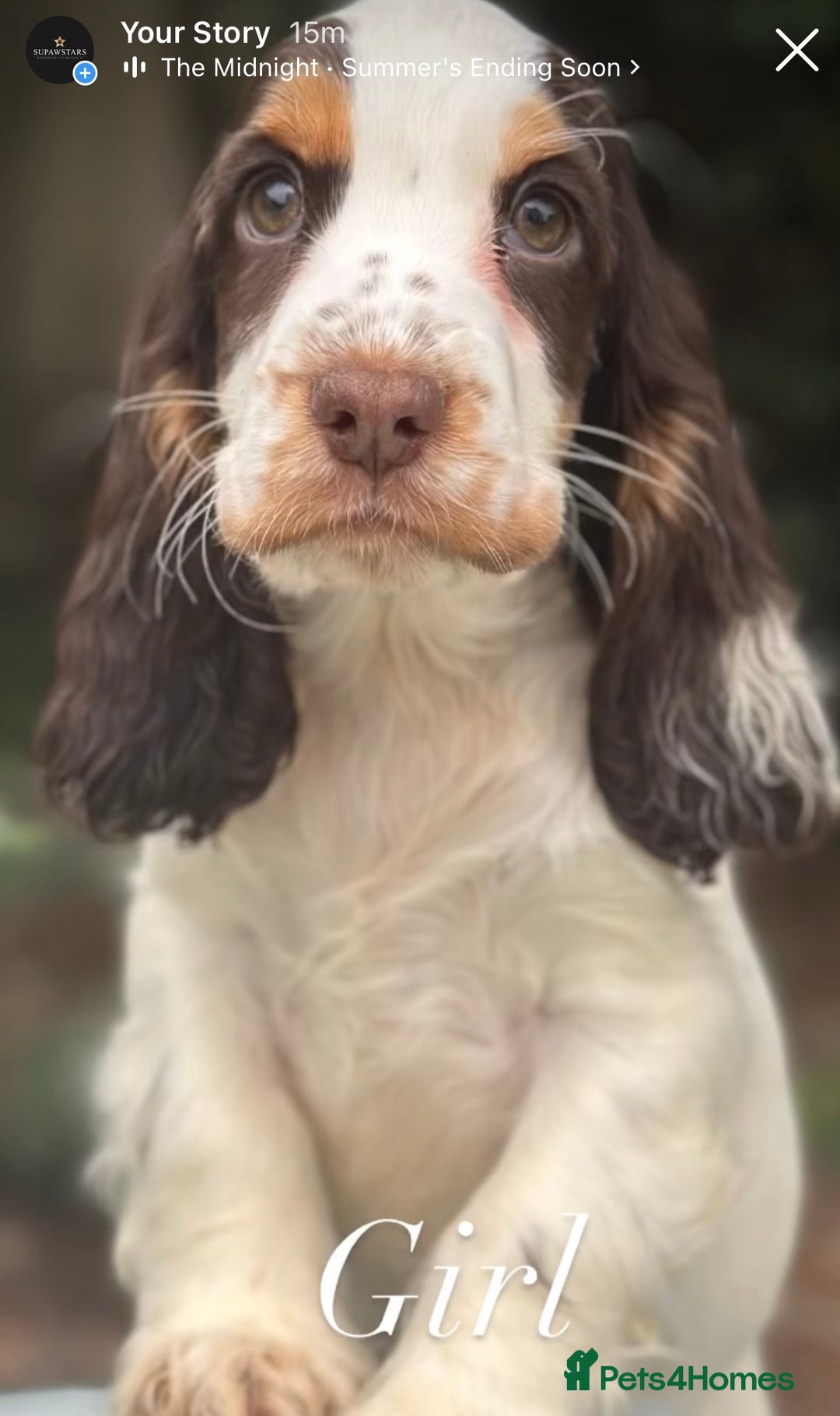 Cocker Spaniel dogs for sale: Stunning cocker spaniel puppies  - Image 6