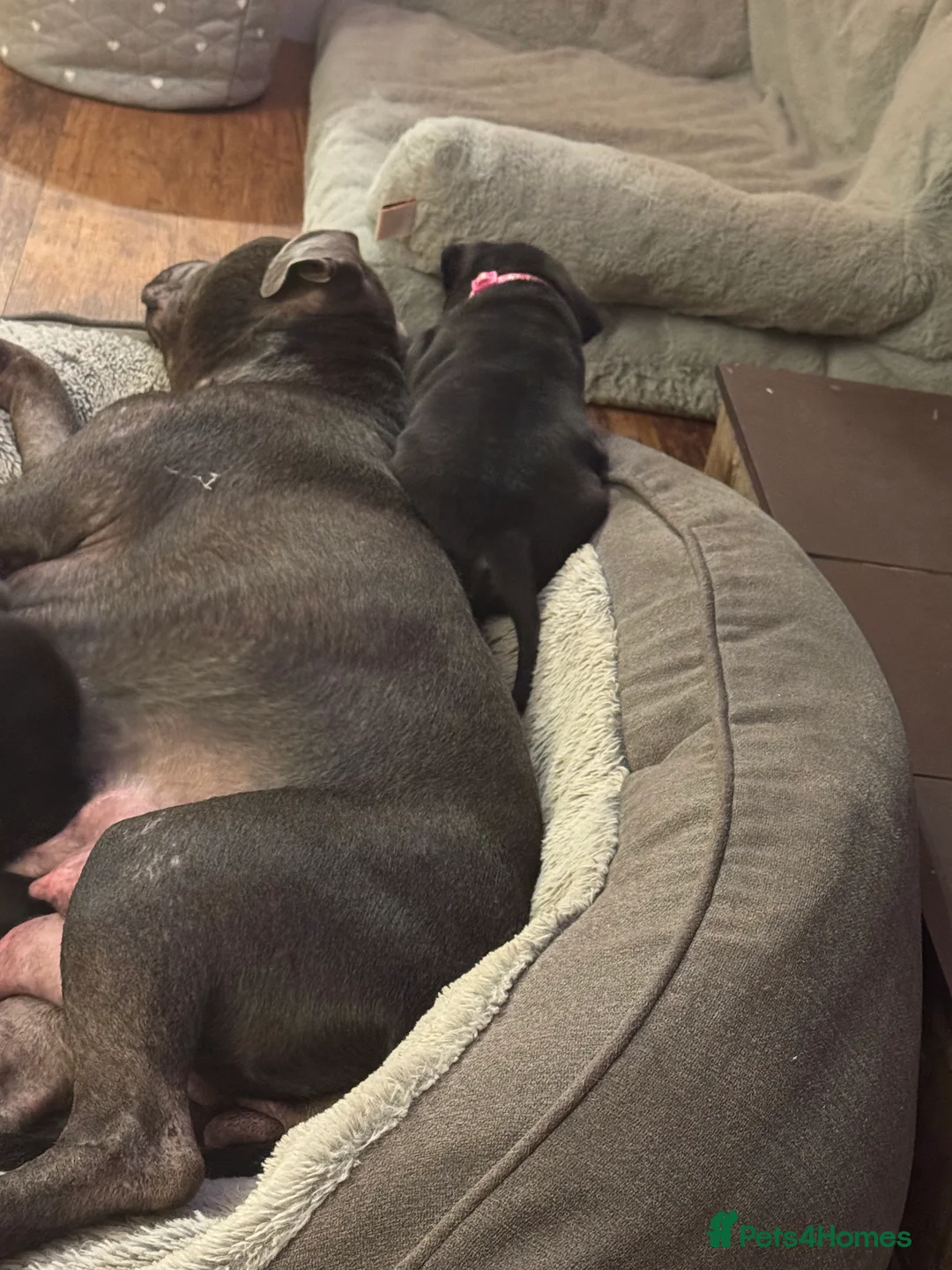 Staffordshire Bull Terrier dogs for sale: Blue and Black Staffies in Deeside - Advert 2