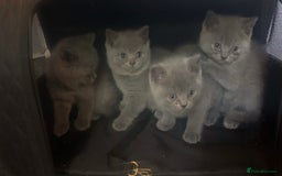 British Shorthair cats for sale: British blue short hair girls ready 5/7/25 - Image 16