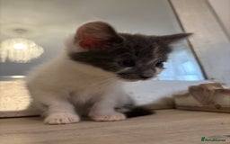 Russian Blue cats for sale: 2 blue and white long haired kittens  - Image 11