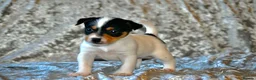 Jack Russell dogs for sale: Long haired mini Jack  Russell puppies for sale  - Advert 4