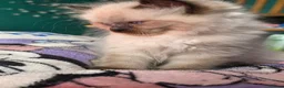 Mixed Breed cats for sale: 🐾  Bengdoll Kittens Bengal mum Ragdoll dad - Advert 35