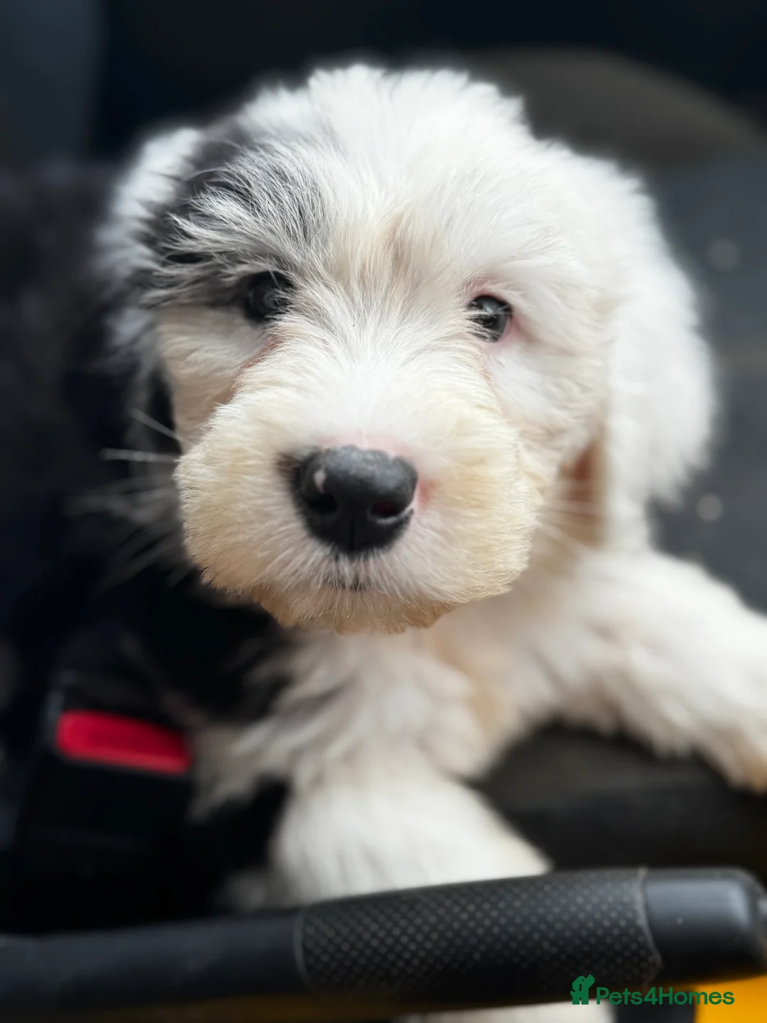 Old English Sheepdog dogs for sale: Outstanding OES top Show Lines,Exceptional Quality - Advert 2