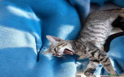 Oriental cats for sale: One Oriental Boy Left Looking for his forever home - Image 19