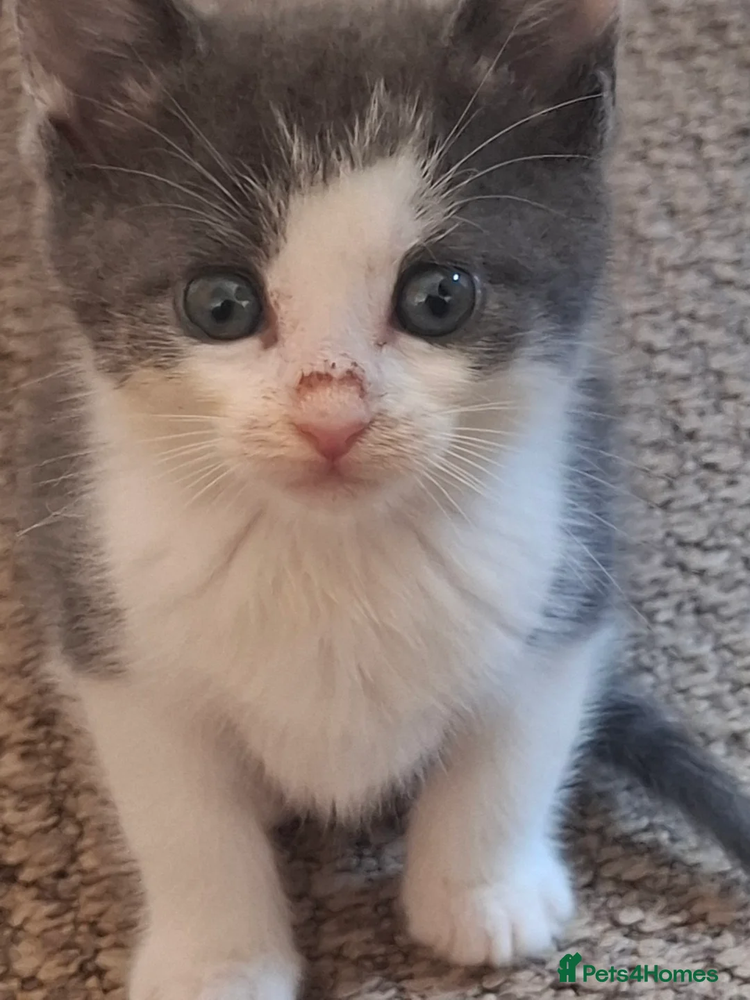 Mixed Breed cats for sale:  Beautiful Maine Coon Mix Kittens - Advert 6
