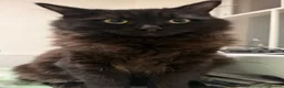 Siberian cats for sale: 6 Full Siberian Kittens  - Advert 10