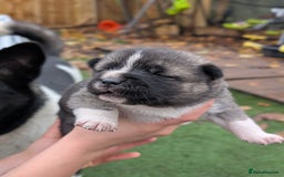 Akita dogs for sale: Akita Puppies - Advert 12