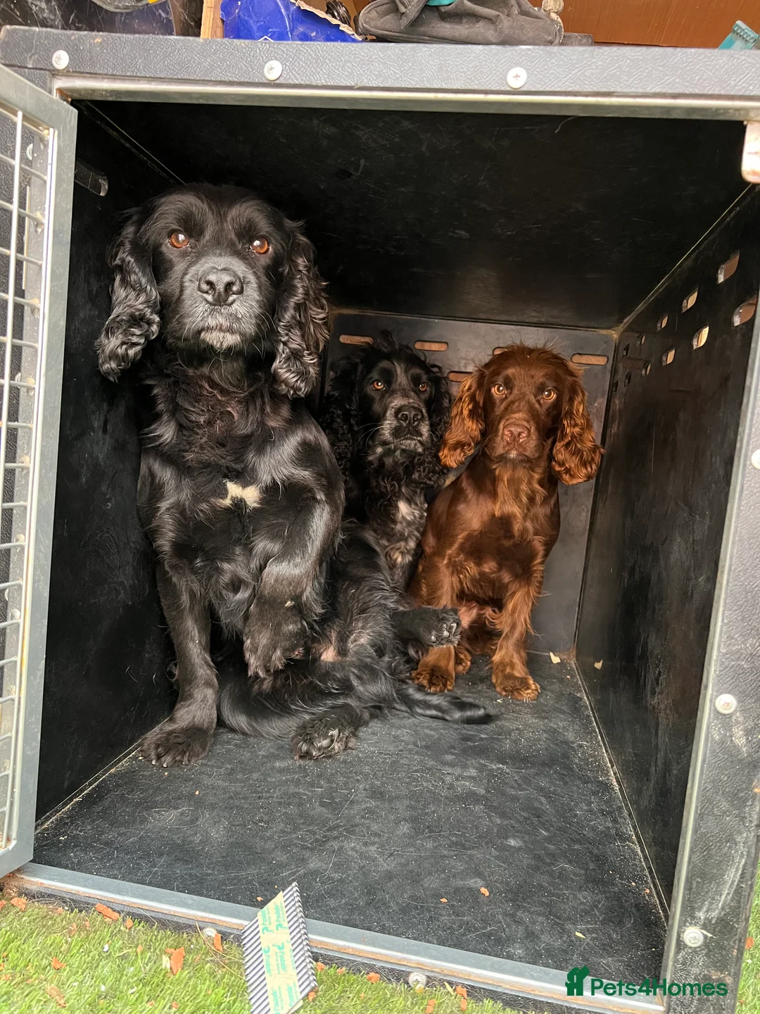 Cocker Spaniel dogs for stud: At stud fully health tested  in Preston - Advert 2