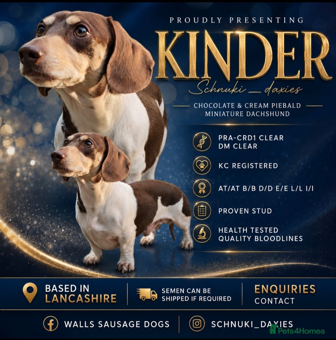 Miniature Dachshund dogs Miniature Dachshund Chocolate & Cream Piebald  - Advert 22