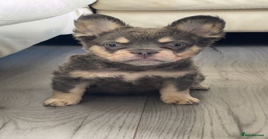French Bulldog dogs - Advert 5