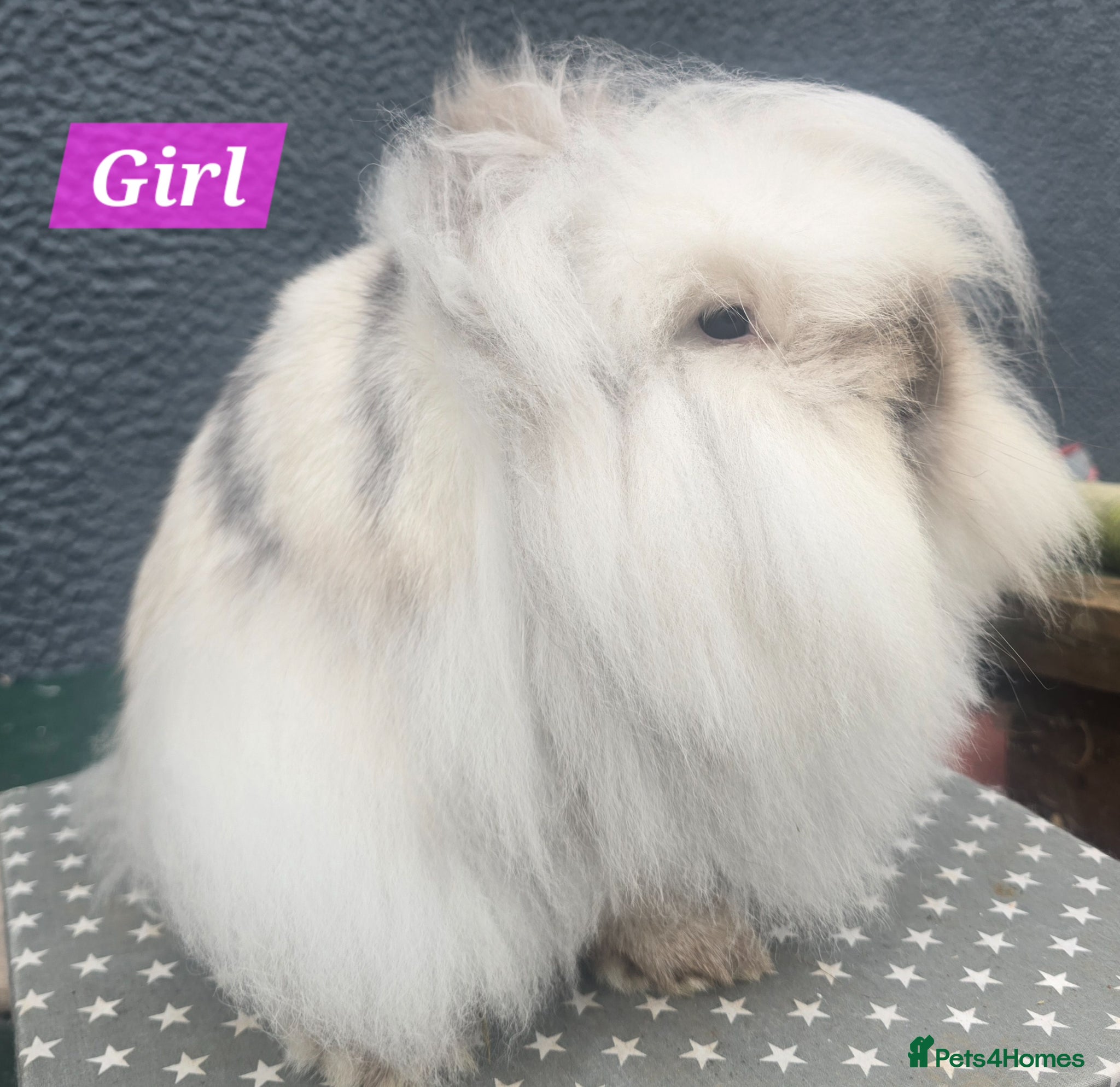Lionhead rabbits Gorgeous Purebred Lionheads available  - Advert 13