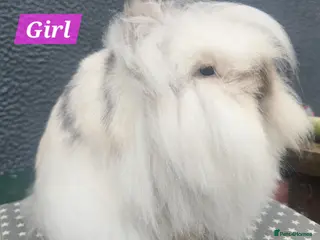 Lionhead rabbits Gorgeous Purebred Lionheads available - Advert 13