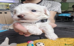 Maltipoo dogs for sale: F2 Mini Maltipoo,Toy size 4 boys - Image 26
