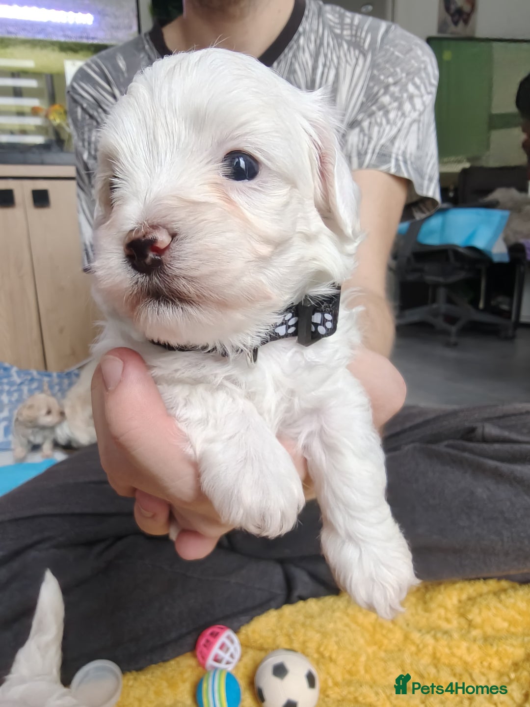 Maltipoo dogs for sale: F2 Mini Maltipoo,Toy size 4 boys - Image 26