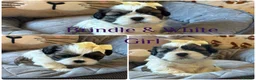 Shih Tzu dogs for sale: *Stunning litter of shihtzus* in Leighton Buzzard - Advert 15
