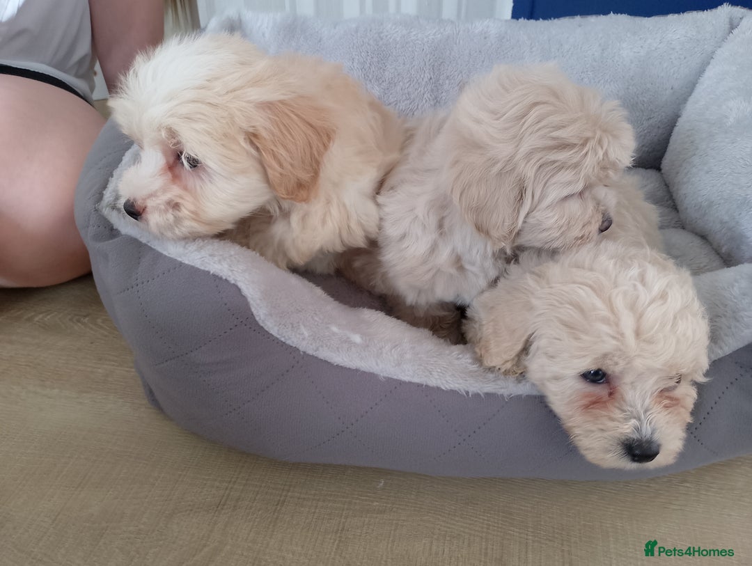 Maltipoo dogs for sale: Maltipoo puppies boy and girl available  - Image 25