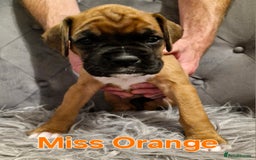 Boxer dogs for sale: Gorgeous Litter of 9 KC Registered Boxer Puppies - Image 30