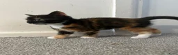 Mixed Breed cats for sale: British short hair Cross - Advert 17